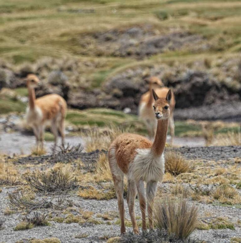 Arequipa lidera población de vicuñas en el Perú